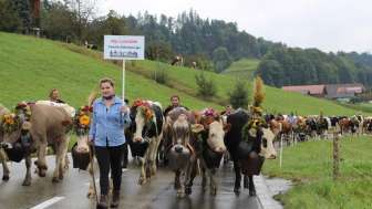 Alpabfahrt Sumiswald Lushütte