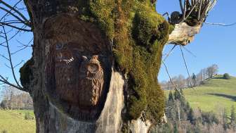 Alpwirtschaft Brestenegg Eriswil Baum 2