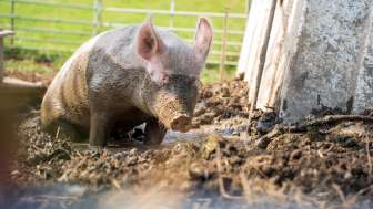 Baerner Bio Lehrpfad, Schwein
