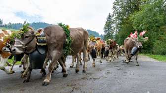 Alpabfahrt Sumiswald Kühe Umzug