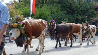 Alpabfahrt Sumiswald Kühe