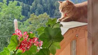 Steigärtli Lüderen Katze
