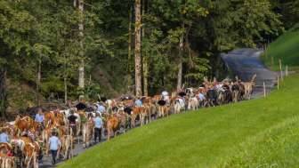 Lushütte Alpabzug